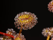 Drosera rupicola