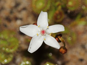 Drosera rupicola