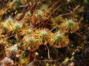 Drosera sargentii