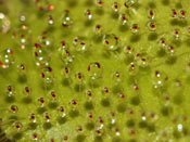 Drosera schizandra