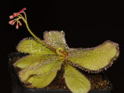 Drosera schizandra