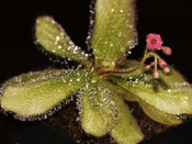 Drosera schizandra