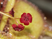 Drosera 'Andromeda'