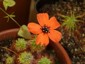 Drosera sewelliae