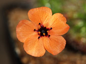 Drosera sewelliae