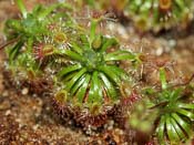 Drosera sewelliae