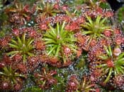 Drosera solaris