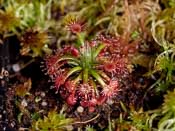 Drosera solaris