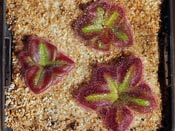 Drosera squamosa