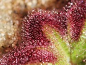 Drosera squamosa