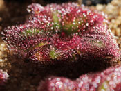 Drosera squamosa