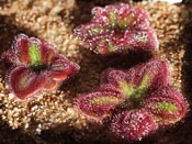 Drosera squamosa