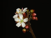 Drosera squamosa