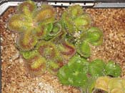 Drosera squamosa