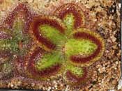 Drosera squamosa