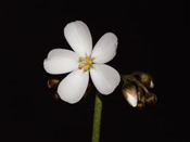 Drosera stolonifera