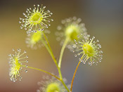 Drosera stricticaulis