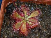 Drosera tomentosa