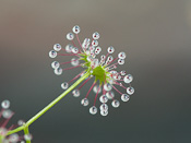 Drosera