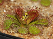 Drosera whittakeri