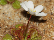 Drosera whittakeri