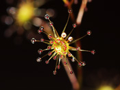 Drosera zigzagia