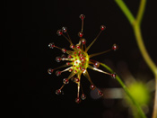 Drosera zigzagia