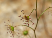 Drosera zigzagia