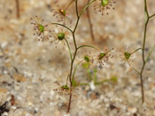 Drosera zigzagia