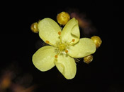 Drosera zigzagia