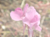 Utricularia delphinioides - Blüte