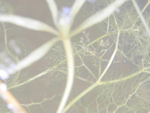 Utricularia benjaminiana