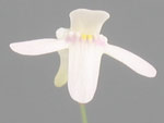 Utricularia kamienskii - Blüte