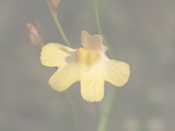 Utricularia chrysantha 'Noonamah' - Blüte