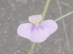 Utricularia leptorhyncha - Blüte