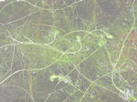Utricularia floridana