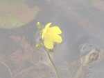 Utricularia breviscapa - Blüte