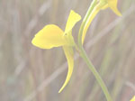 Utricularia meyeri - Blüte