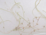 Utricularia meyeri