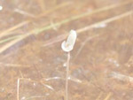 Utricularia olivacea - Blüte