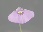 Utricularia beaugleholei - Blüte