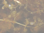 Utricularia cucullata