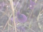 Utricularia spiralis - Blüte