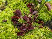 Dionaea muscipula