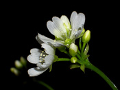 Dionaea muscipula