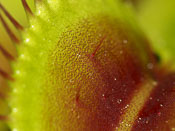 Dionaea muscipula