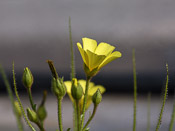 Drosophyllum lusitanicum