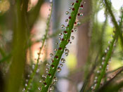 Drosophyllum lusitanicum