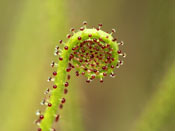 Drosophyllum lusitanicum