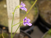 Genlisea violacea